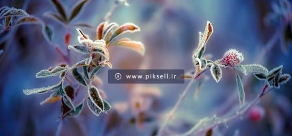 عکس گل یخ زده در برف