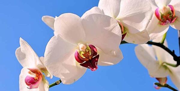 دانلود عکس گل ارکیده سفید