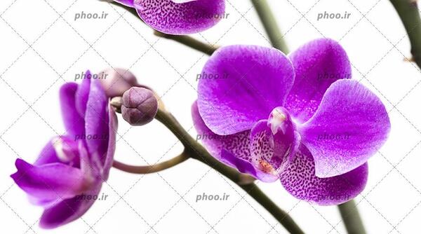 دانلود عکس گل ارکیده سفید
