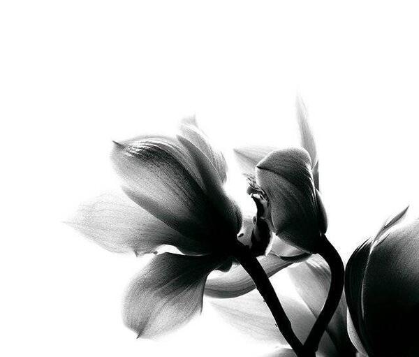 دانلود عکس گل ارکیده سفید