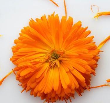 عکس گل همیشه بهار دارویی