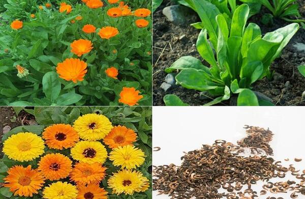 عکس گل همیشه بهار دارویی