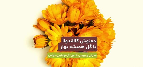 عکس گل همیشه بهار دارویی