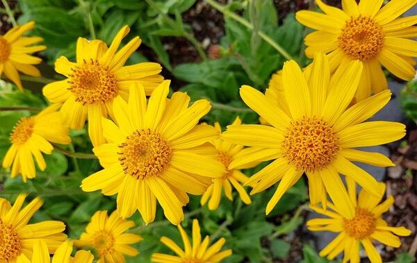عکس گل همیشه بهار دارویی