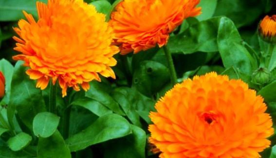 عکس گل همیشه بهار دارویی