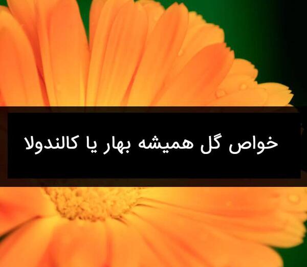 عکس گل همیشه بهار دارویی