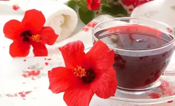 عکس گل چای قرمز