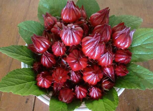 عکس گل چای قرمز