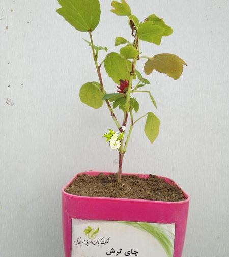 عکس گل چای قرمز