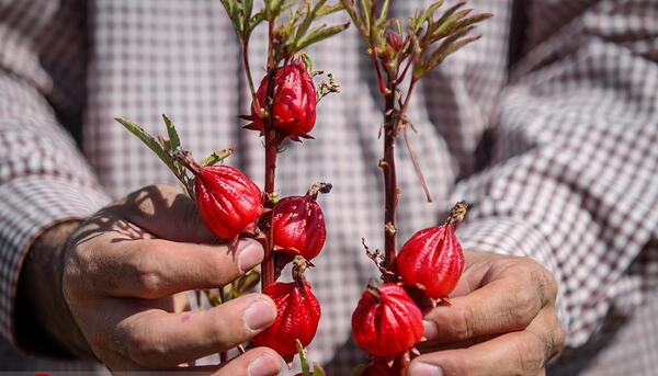 عکس گل چای قرمز