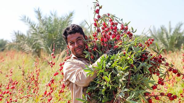 عکس گل چای قرمز