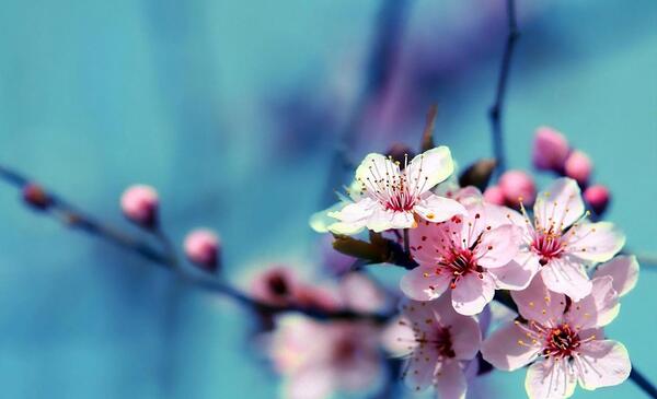 عکس بهاری برای دسکتاپ