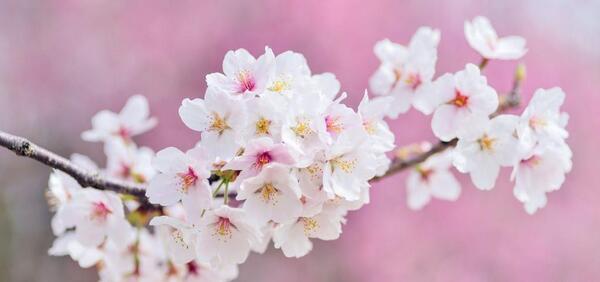 عکس بهاری برای دسکتاپ