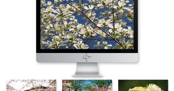 عکس بهاری برای دسکتاپ