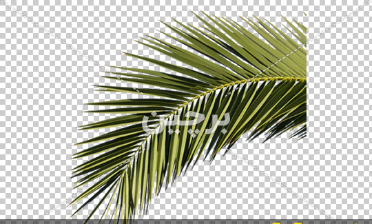 عکس طبیعت درخت نخل