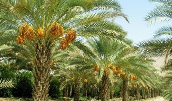 عکس طبیعت درخت نخل