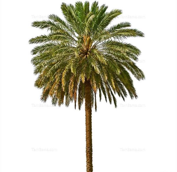 عکس طبیعت درخت نخل