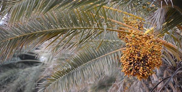 عکس طبیعت درخت نخل