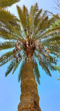 عکس طبیعت درخت نخل