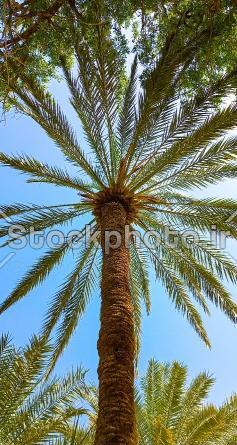 عکس طبیعت درخت نخل