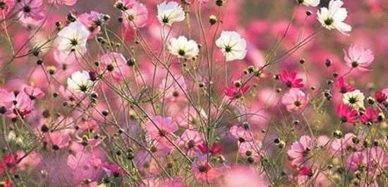 دانلود عکس طبیعت بهاری برای پروفایل