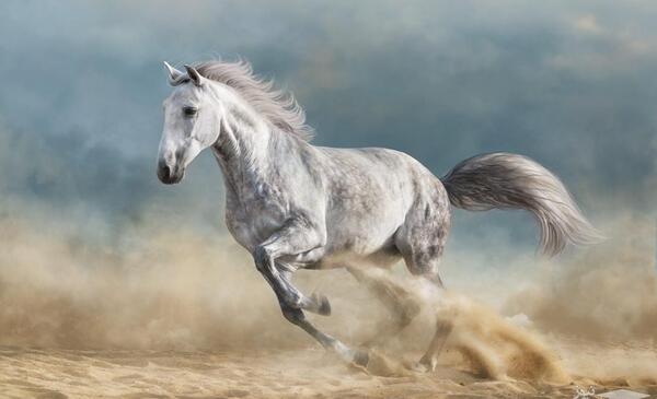 عکس امام زمان با اسب سفید