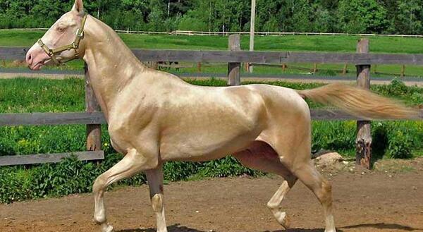 عکس های اسب طلایی