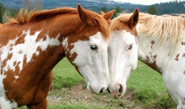 عکس اسب ماده های زیبا
