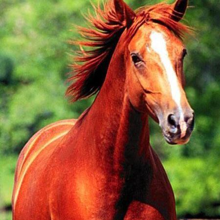 عکس اسب ماده های زیبا