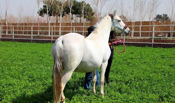 عکس اسب ماده های زیبا