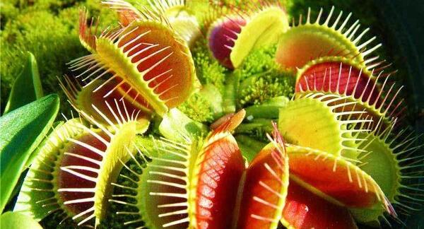 عکس بزرگترین گل گوشت خوار