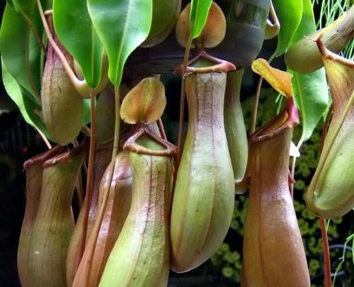 عکس بزرگترین گل گوشت خوار