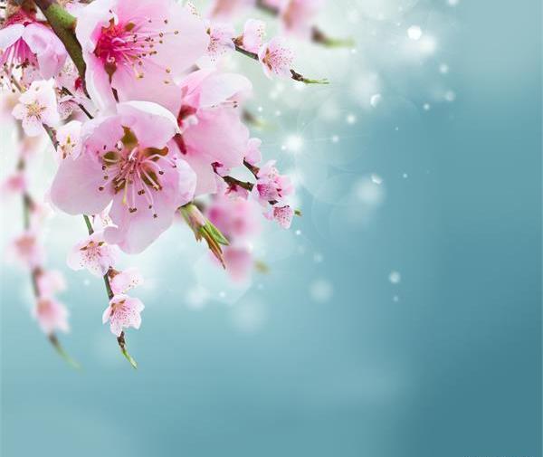 عکسهای گلهای بهاری جدید
