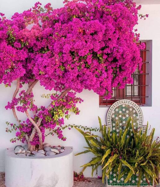 عکس گل کاغذی قرمز