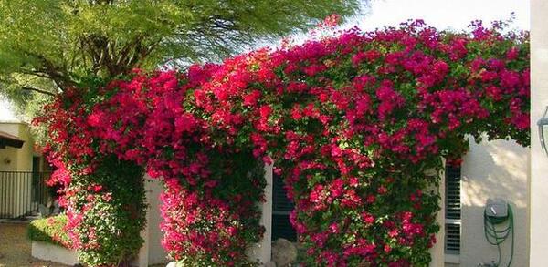 عکس گل کاغذی قرمز