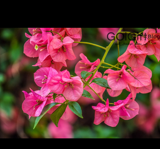 عکس گل کاغذی قرمز