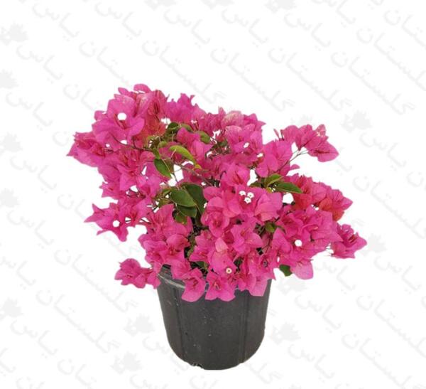 عکس گل کاغذی قرمز