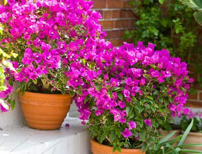 عکس گل کاغذی قرمز