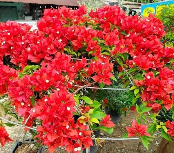 عکس گل کاغذی قرمز