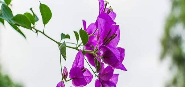 عکس گل کاغذی قرمز