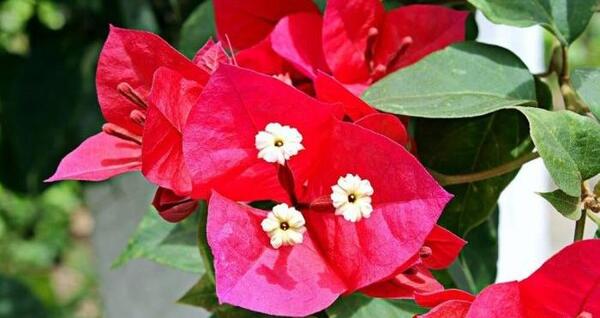 عکس گل کاغذی قرمز