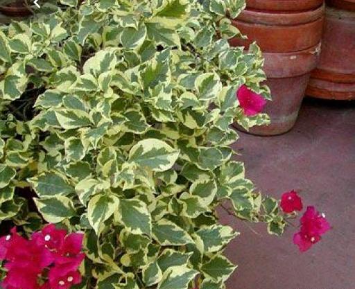 عکس گل کاغذی قرمز