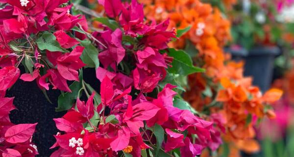 عکس گل کاغذی قرمز