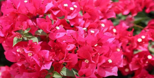 عکس گل کاغذی قرمز