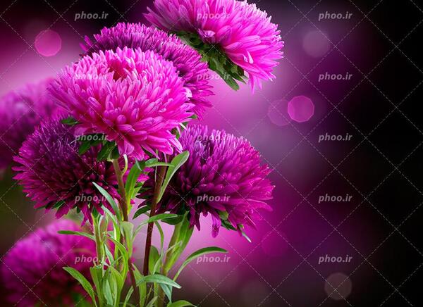 عکس گل داوودی برای پروفایل