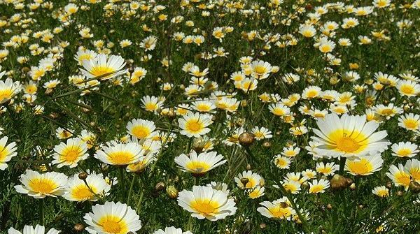 عکس گل داوودی برای پروفایل