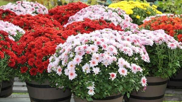 عکس گل داوودی برای پروفایل