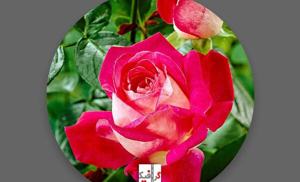 عکس گل داوودی برای پروفایل