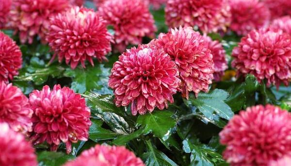 عکس گل داوودی برای پروفایل