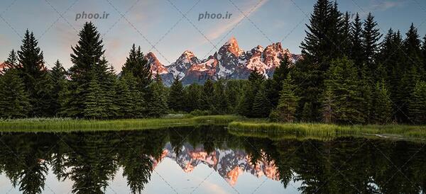 عکس طبیعت درخت کاج